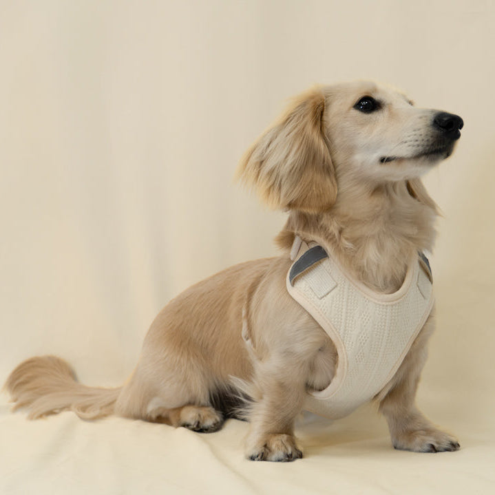 Damoré neutrals harness with reflectors