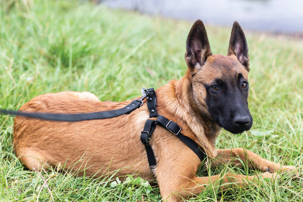 The Step Harness