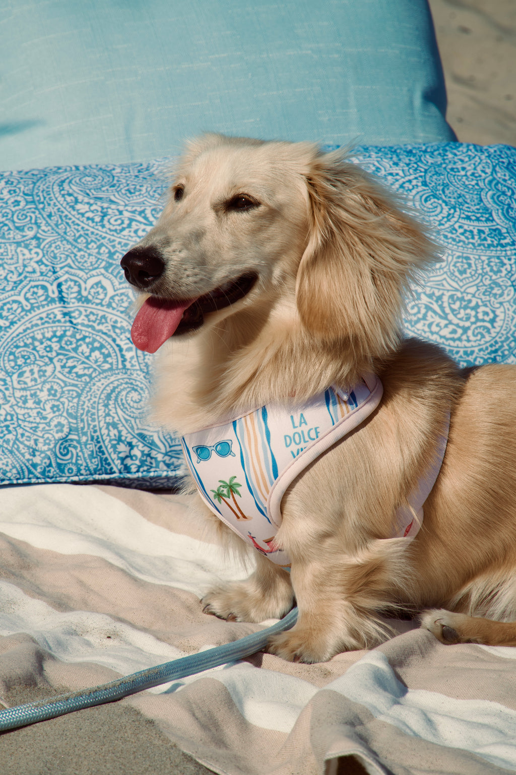 La Damoré Vita Harness