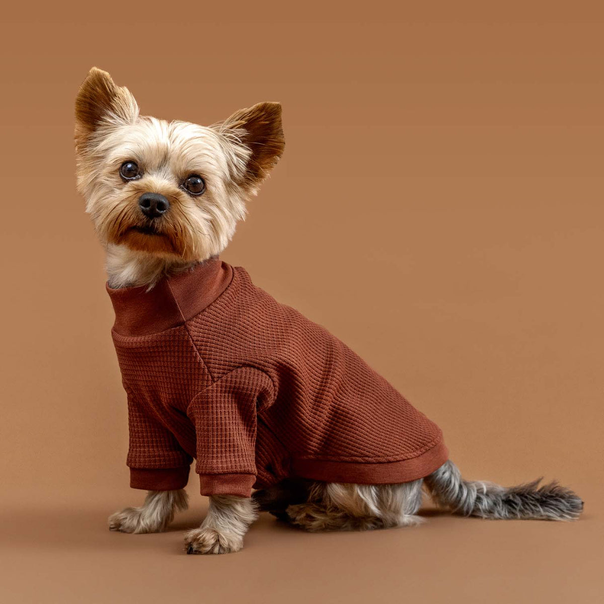 Small dog wearing terracotta Waffle Rib T-shirt, front view.