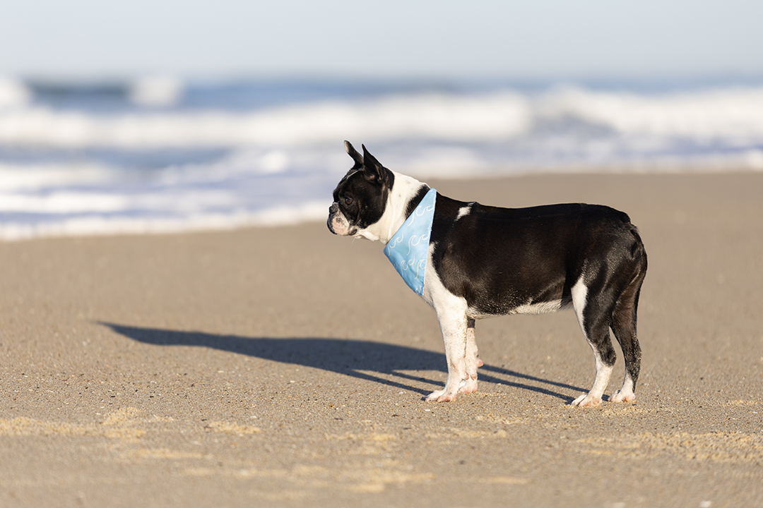 Signature Reversible Cotton Dog Bandana