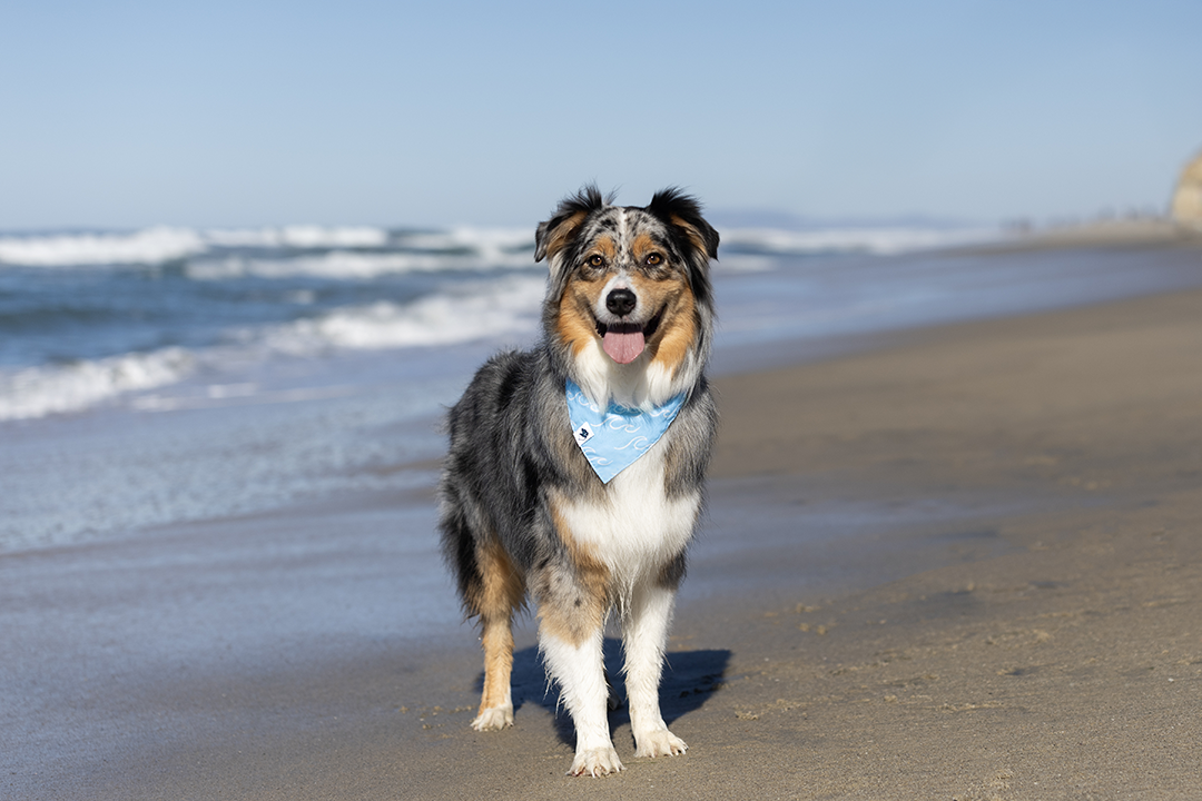 Signature Reversible Cotton Dog Bandana