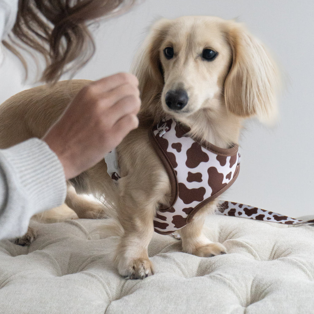 The Cocoa Ranch Harness + Leash Set