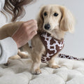 The Cocoa Ranch Harness + Leash Set