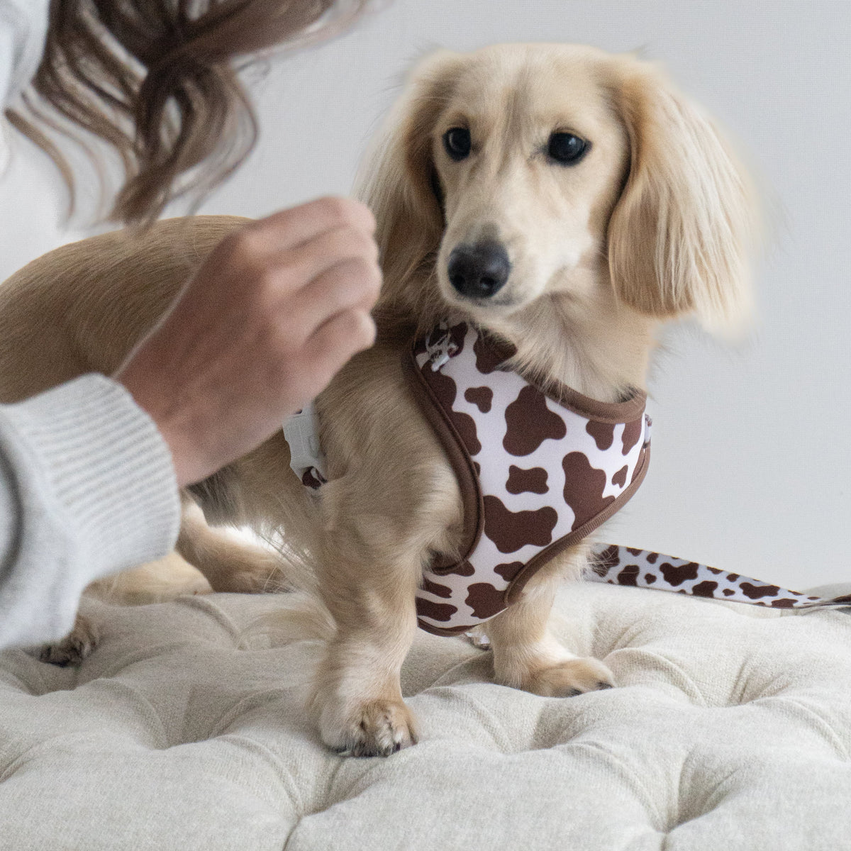 The Cocoa Ranch Harness + Leash Set