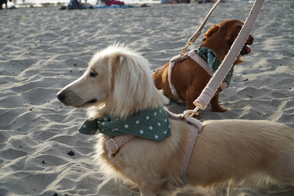 Plush Fleece Signature Harness & Leash Set