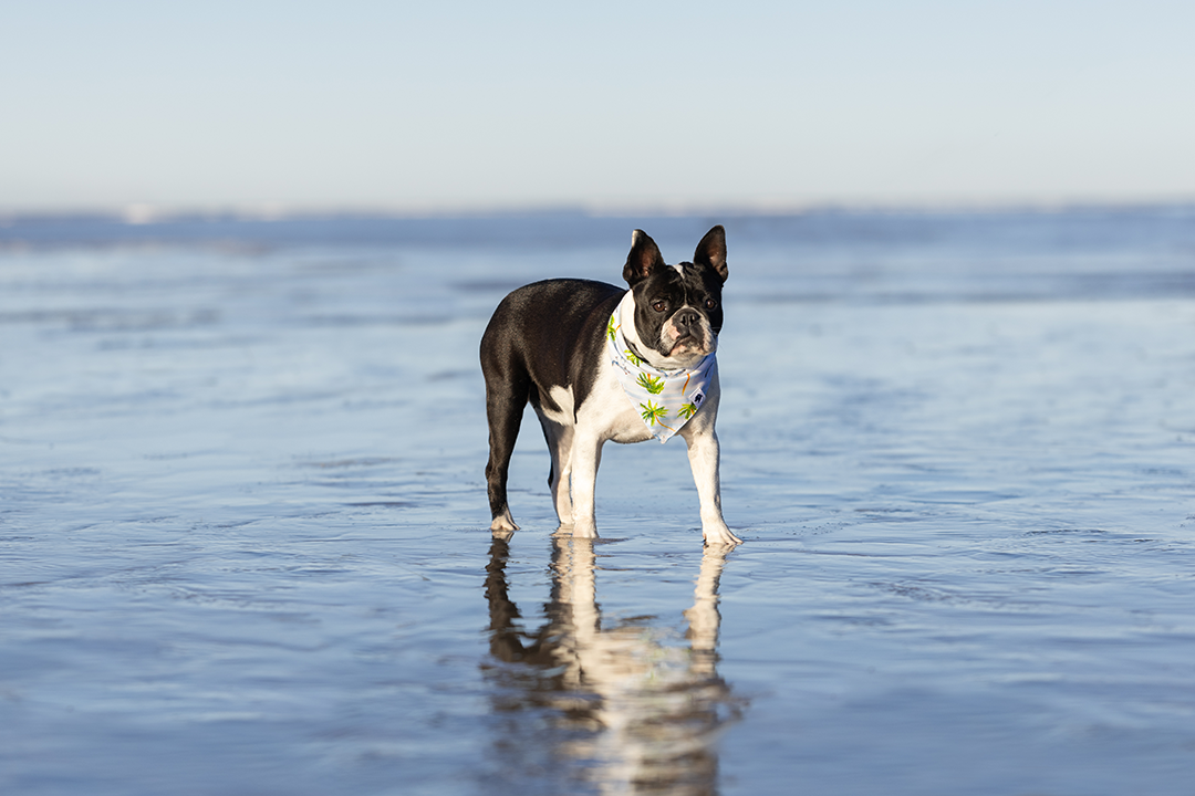 Signature Reversible Cotton Dog Bandana