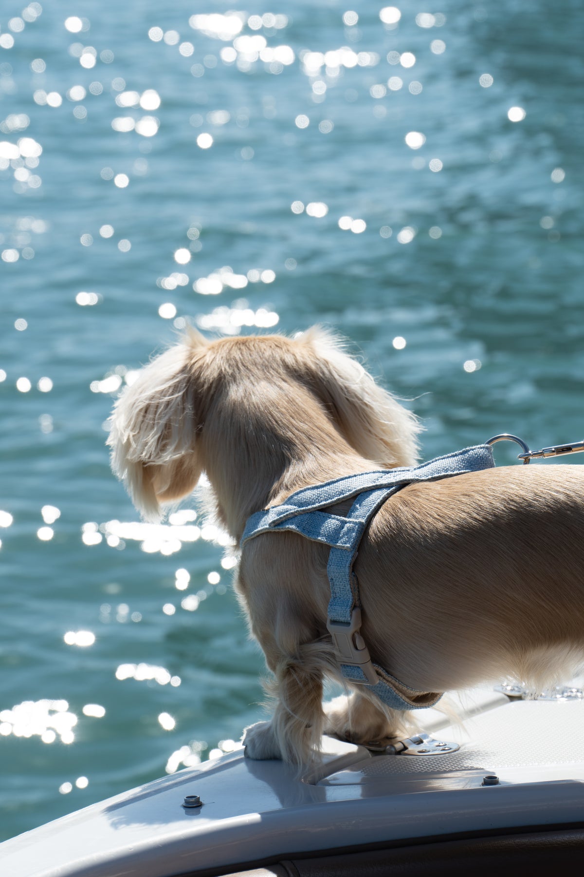 The Riviera Harness and Leash Set— Bleu