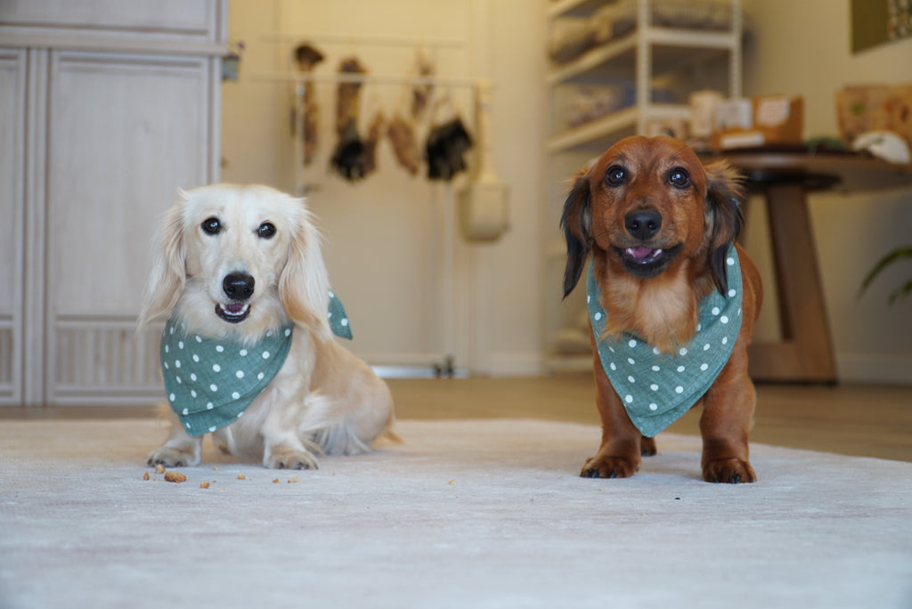 Damoré Classic Scarf & Bandana