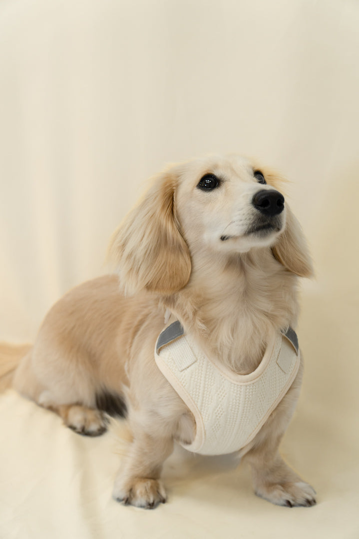 Damoré neutrals harness with reflectors