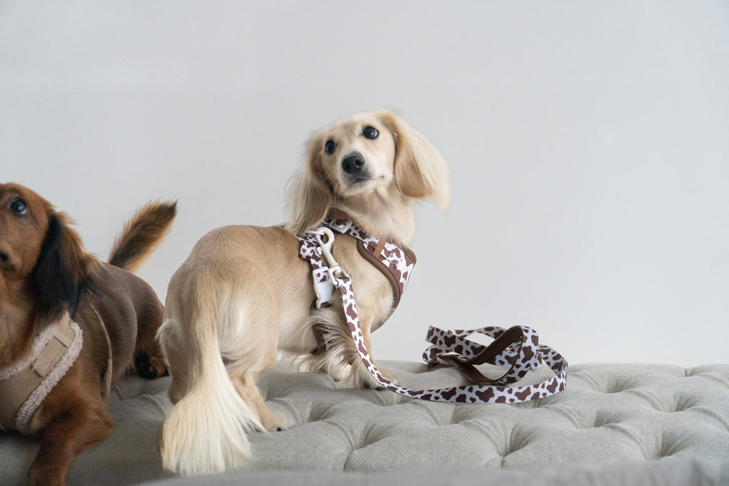 The Cocoa Ranch Harness + Leash Set