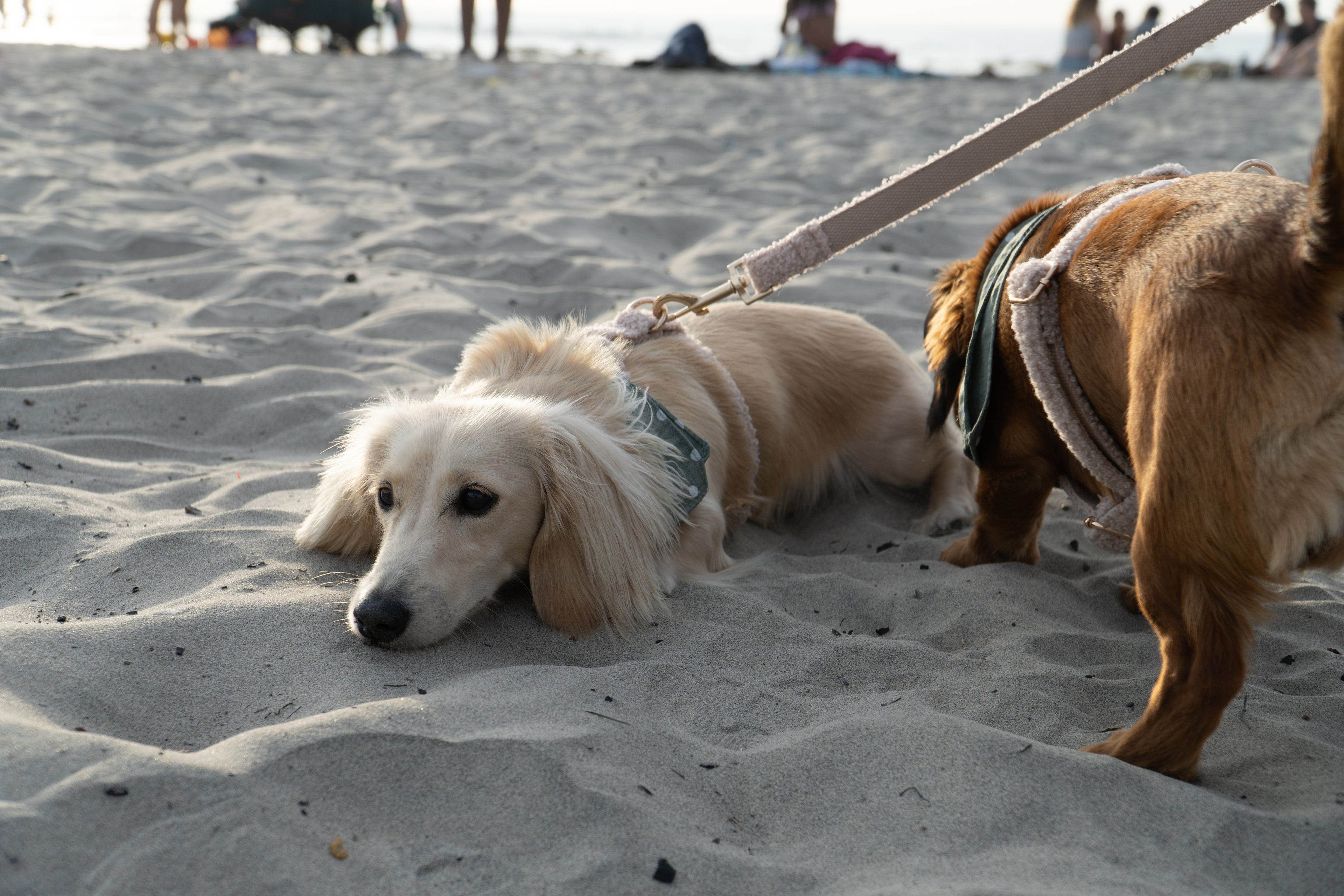 Plush Fleece Signature Harness & Leash Set