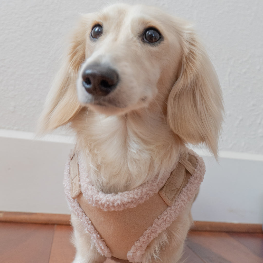 Damoré Sherpa Aviator Harness