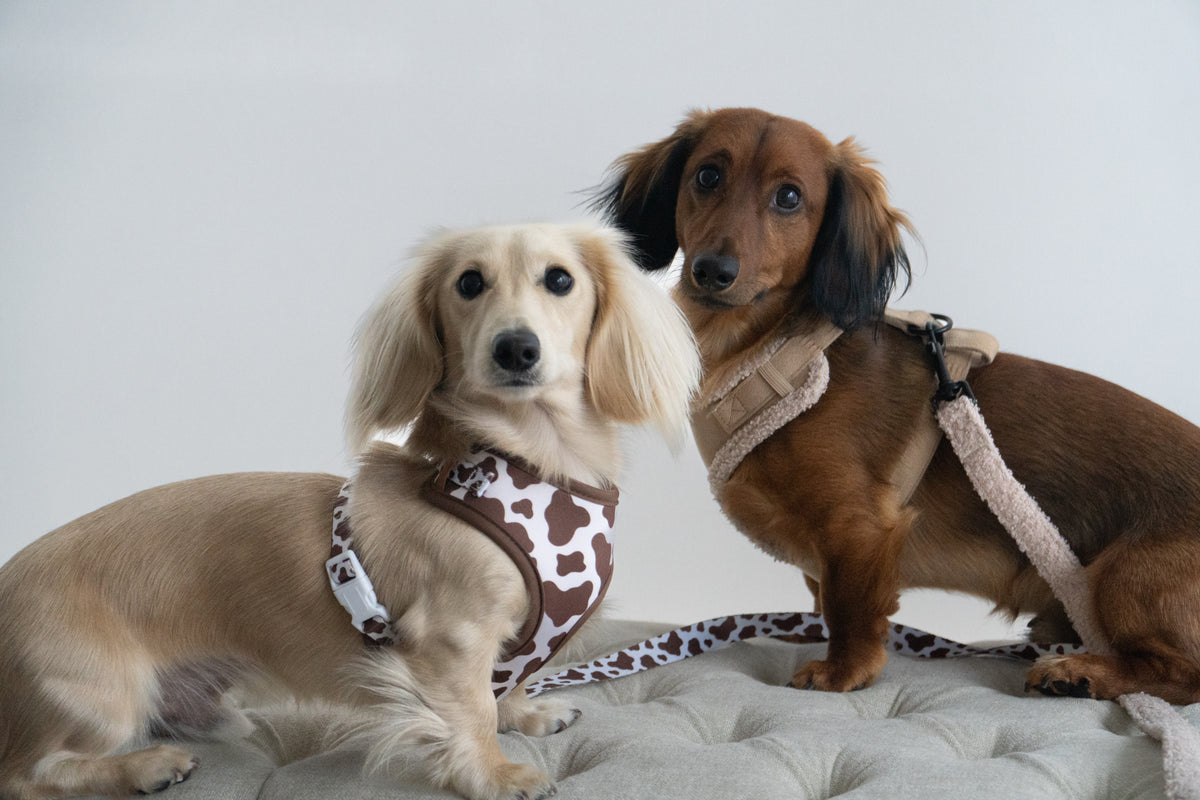 The Cocoa Ranch Harness + Leash Set