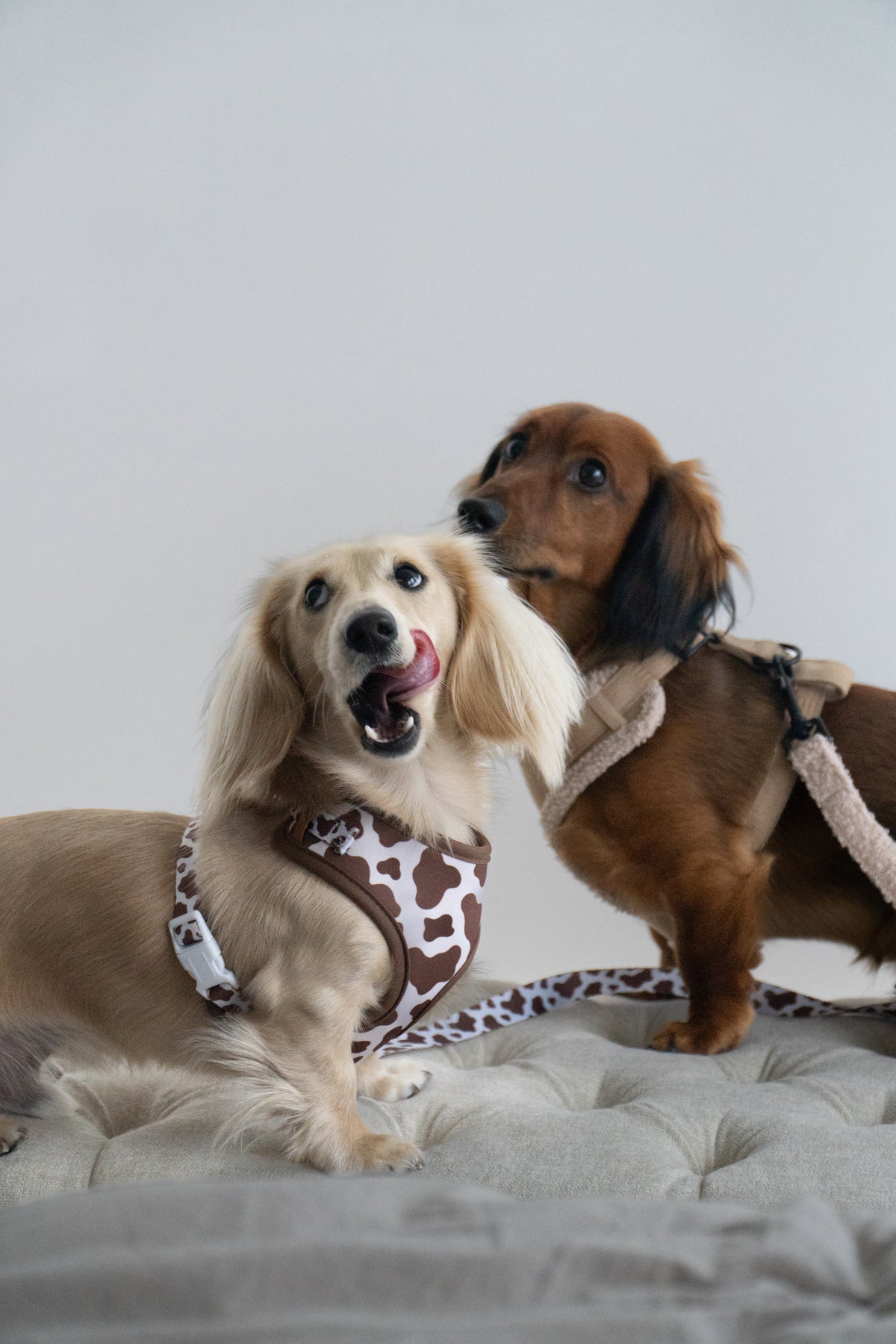 The Cocoa Ranch Harness + Leash Set