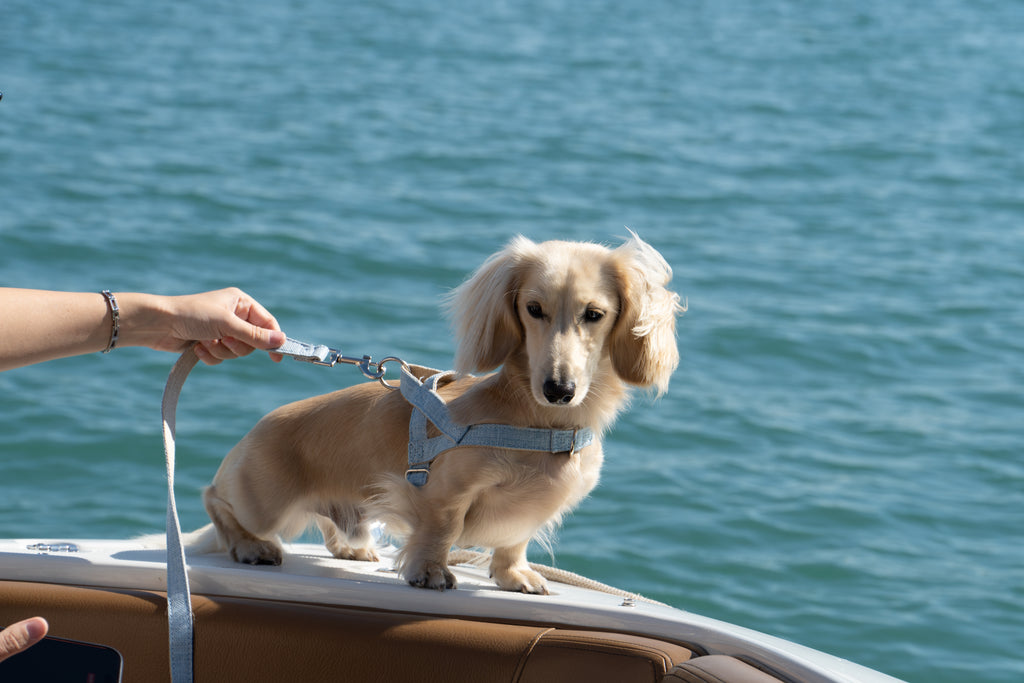 The Riviera Harness and Leash Set— Bleu