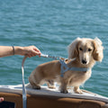 The Riviera Leash — Bleu