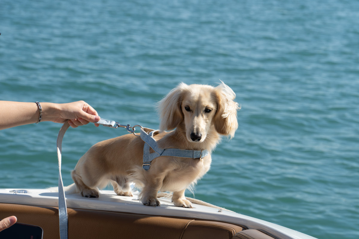 The Riviera Harness and Leash Set— Bleu