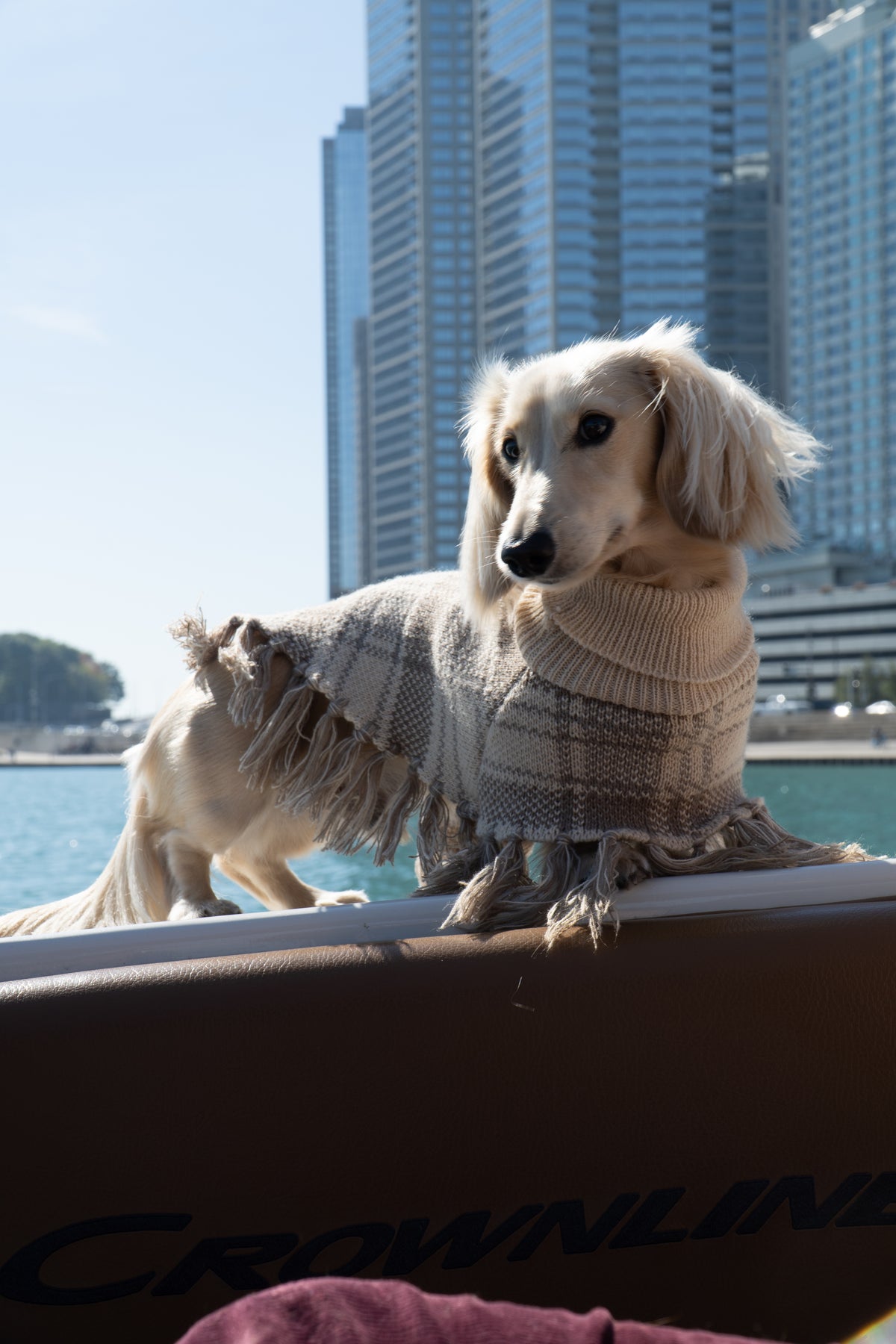 Two dachshunds wearing Plaid Ponchos beside a city window.