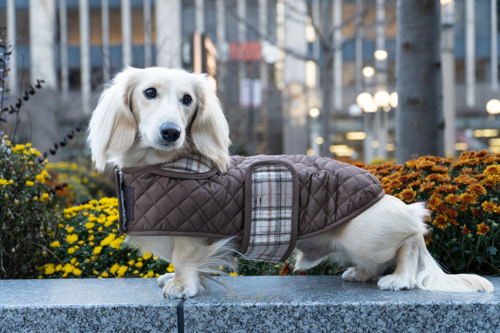 Dachshund in Quilted Jacket with plaid fastening strap visible.