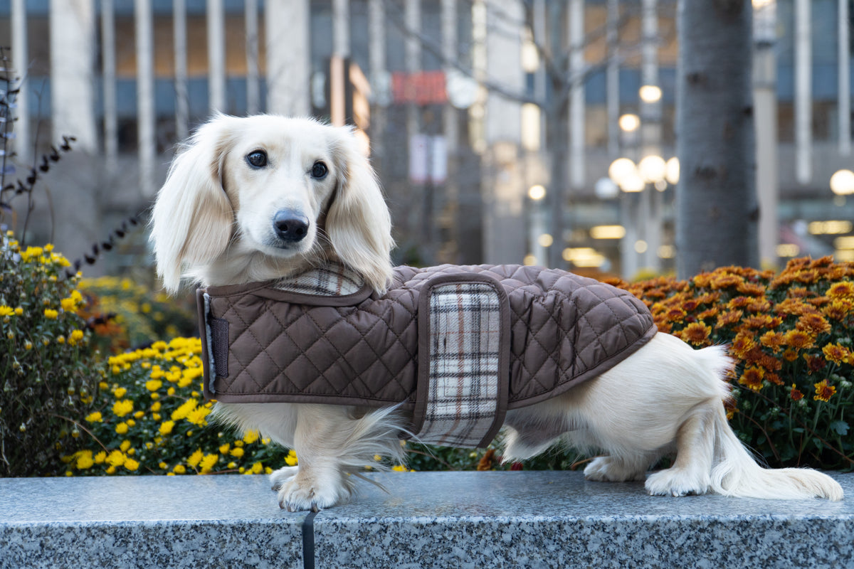 Dachshund in Quilted Jacket with plaid fastening strap visible.