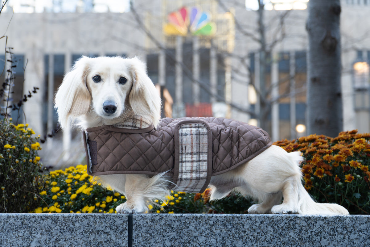 Dachshund standing in Quilted Jacket beside autumn flowers.