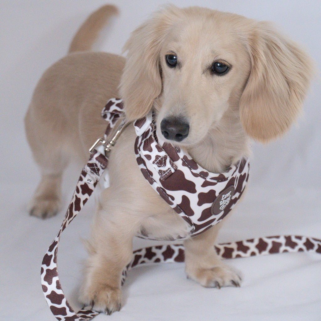 Cocoa Ranch Print Harness by EverWoof