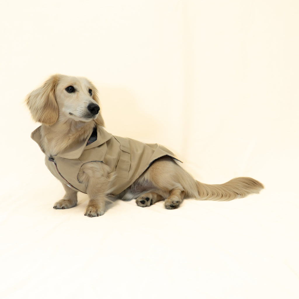 A tan dachshund wearing a matching tan dog coat, sitting on a plain off-white studio background.