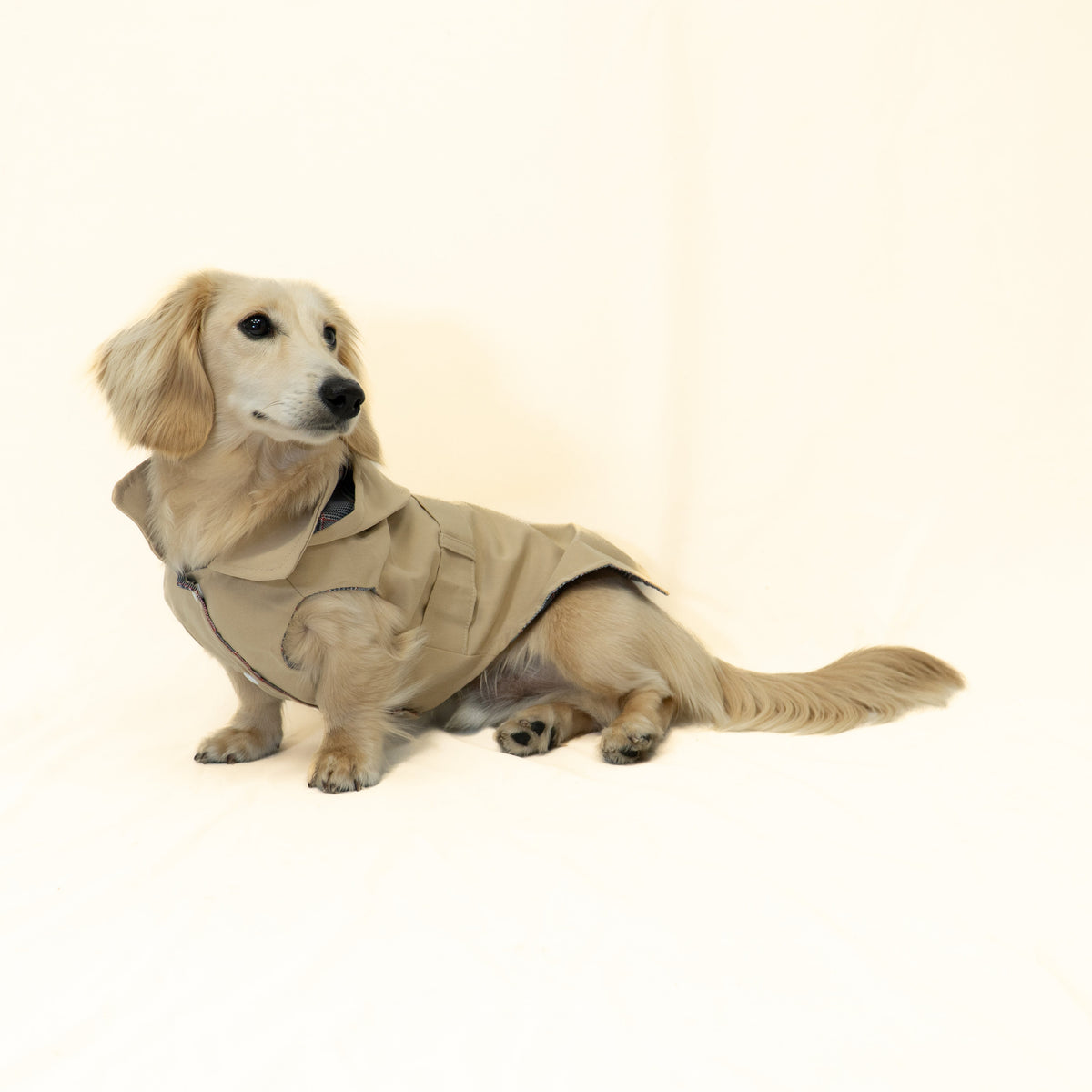 A tan dachshund wearing a matching tan dog coat, sitting on a plain off-white studio background.