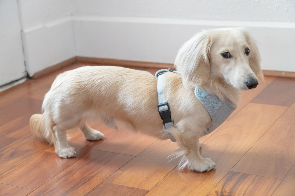 Nantucket Herringbone Harness
