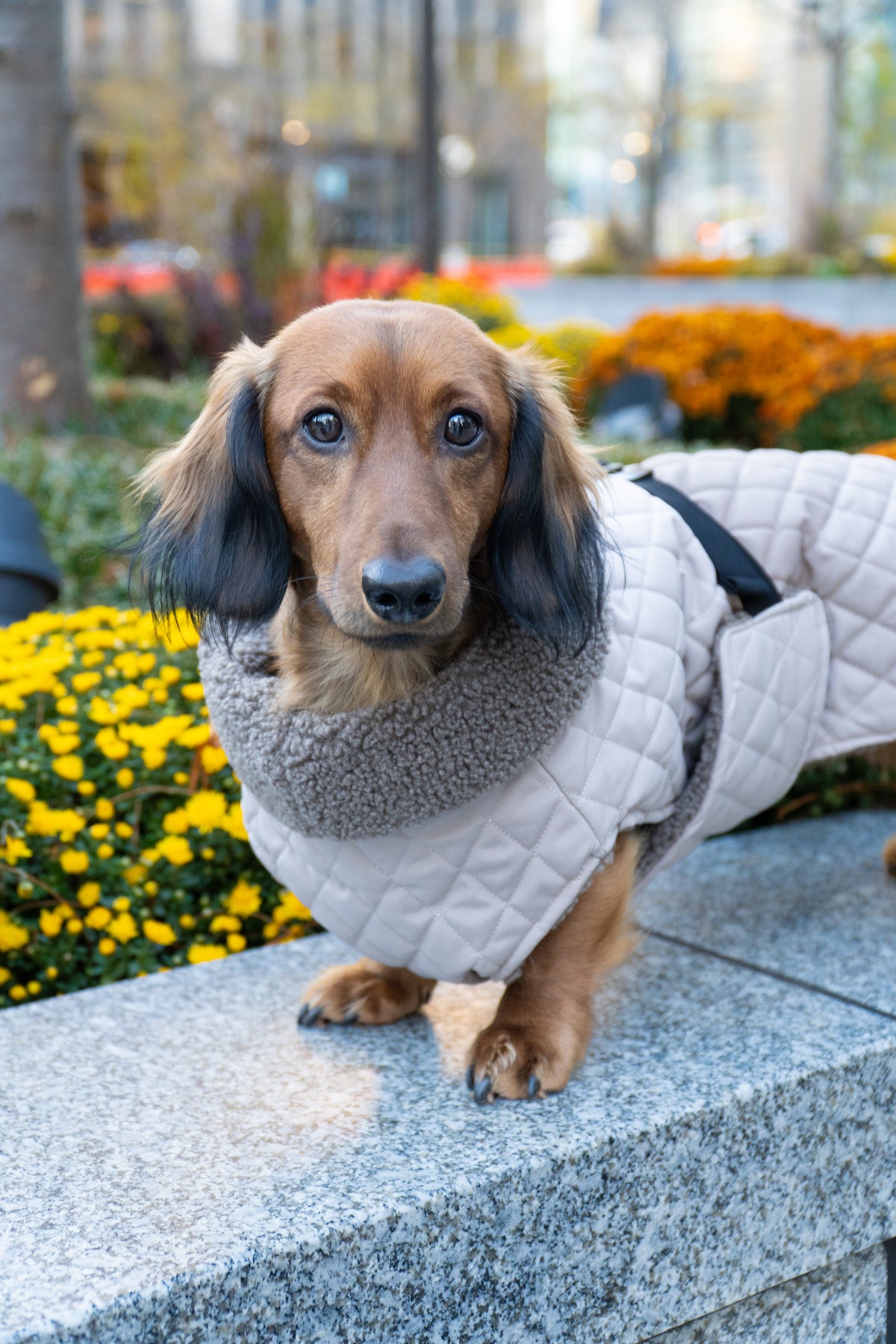 Front view of a dachshund wearing Alpine Shield Vest outdoors.