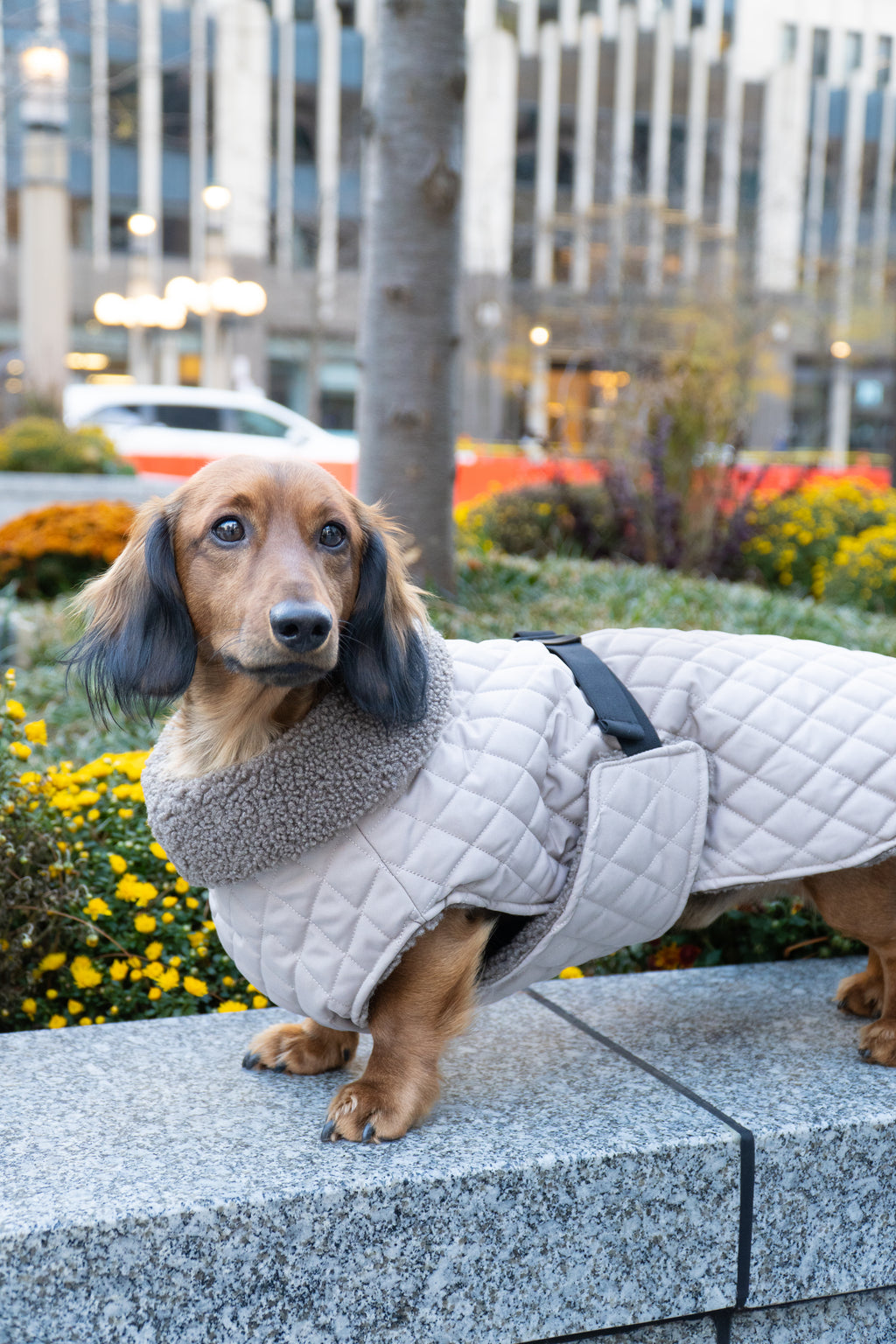Dachshund in an Alpine Shield Vest sitting beside autumn flowers.