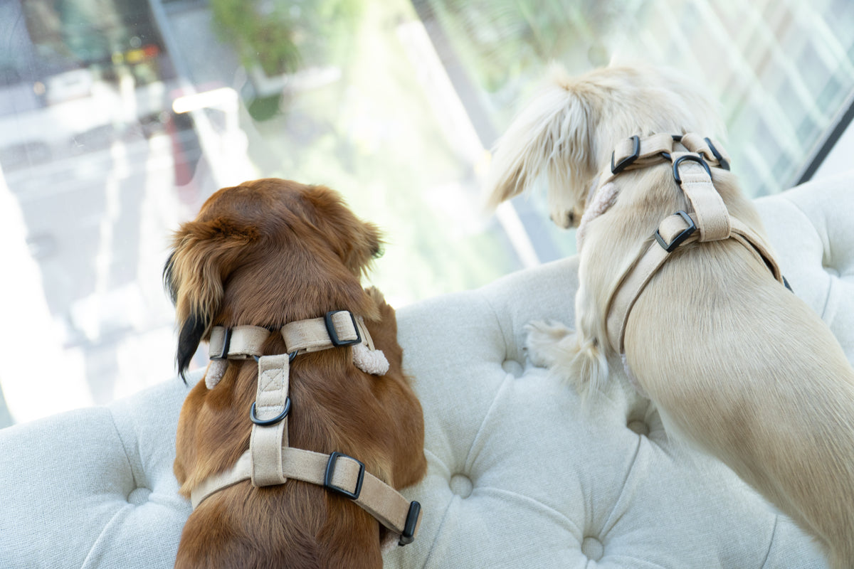 Damoré Sherpa Aviator Harness