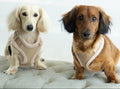 Damoré Sherpa Aviator Harness