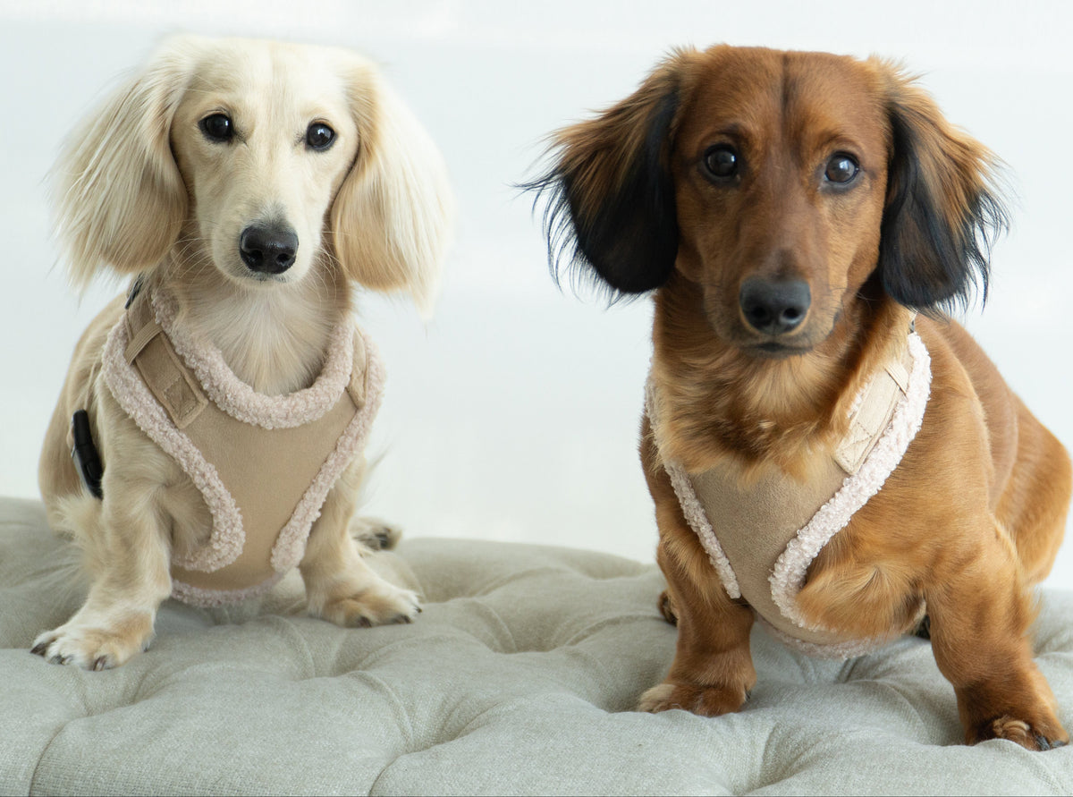 Damoré Sherpa Aviator Harness
