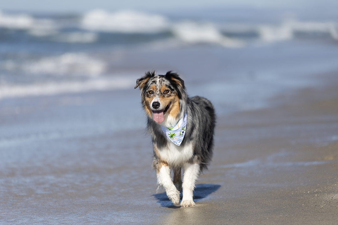 Signature Reversible Cotton Dog Bandana