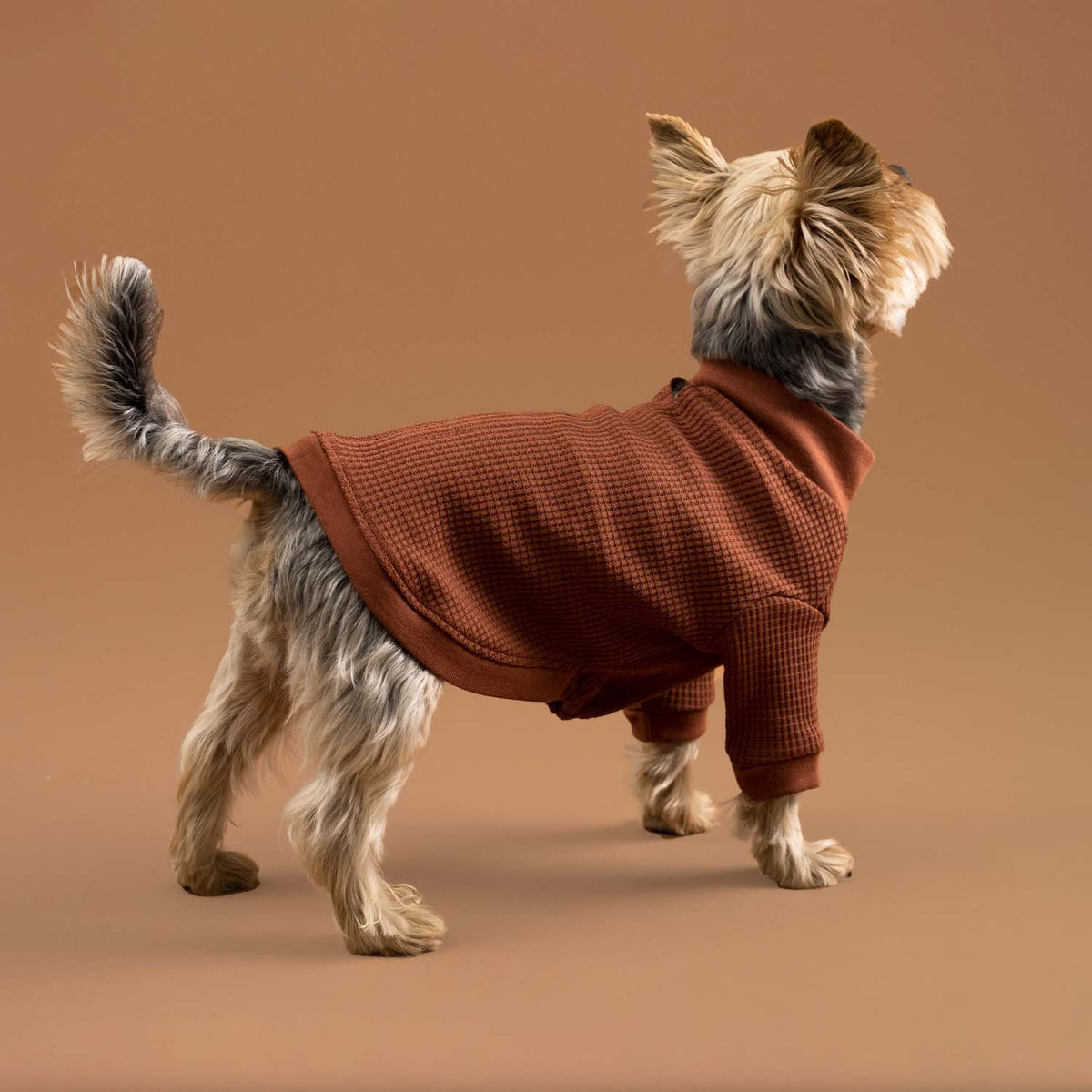Rear view of dog in terracotta Waffle Rib T-shirt.