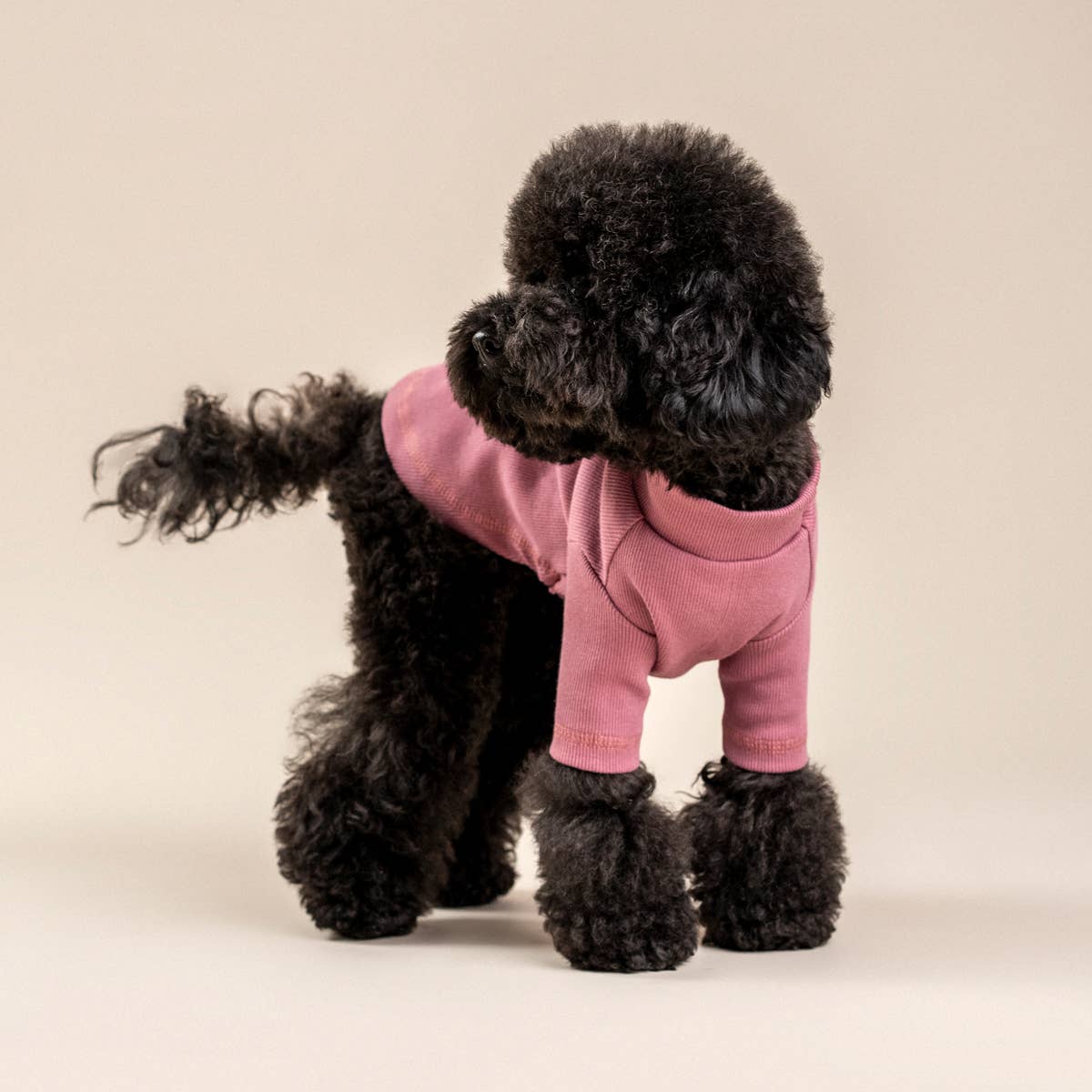 Front view of dog wearing pink Jasmine Pima Cotton T-shirt.